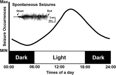 Decoding Circadian Rhythm and Epileptic Activities: Clues From Animal Studies